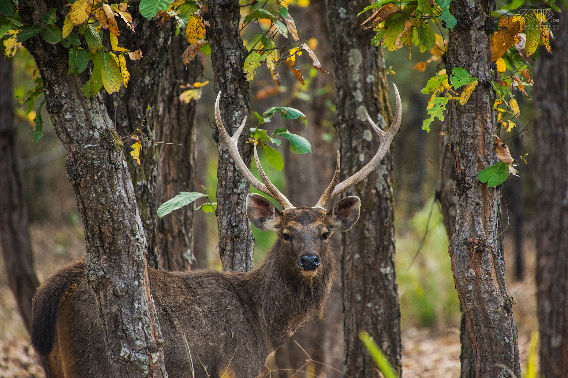 Bandhavgarh - Sambar deer  Stefan Cruysberghs